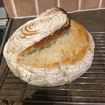 lactobacillusthundersleyensis White sour dough bake first overview