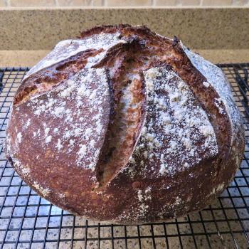Starter Sourdough breads first overview